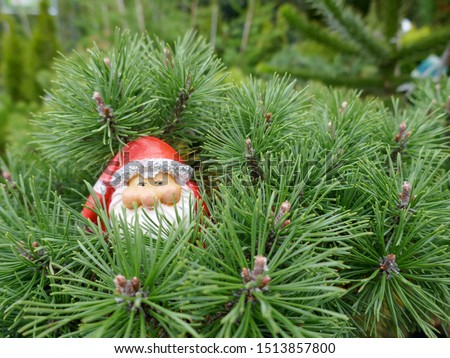 The head of a Santa Claus with white beard and red Santa hat peeks out between pine branches.
(Not copyrighted)
