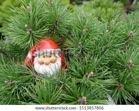The head of a Santa Claus with white beard and red Santa hat peeks out between pine branches.
(Not copyrighted)
