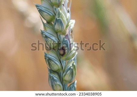 Head scab or ear blight (Fusarium poae) infected grain on wheat ears. Infected wheat ear. Cereals ear disease.