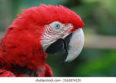 Head Scarlet Macaw Ara Macao Scarlet Stock Photo 2161874135 | Shutterstock