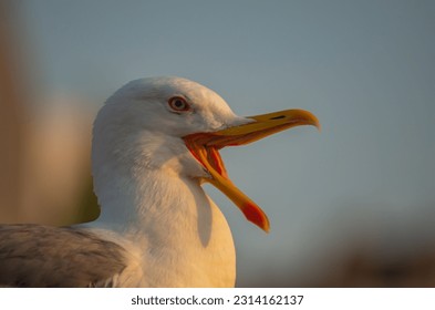 The head of a sea gull with a wide open beak that makes loud noises. Wild animal life concept.