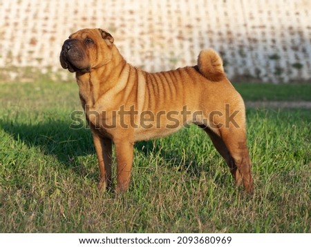Head of Shar Pei brown adult Chinese purebred dog standing