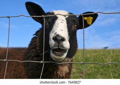 Head of a sheep looking through a fence