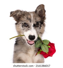 Head shot of adorable blue merle Border Collie dog puppy, sitting up facing front holding rose between teeth. Looking towards camera with brownish eyes  Isolated on a white background.