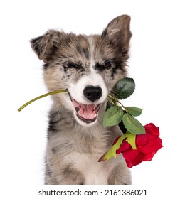 Head shot of adorable blue merle Border Collie dog puppy, sitting up facing front holding rose between teeth. Closed eyes and heart shaped black nose. Isolated on a white background.