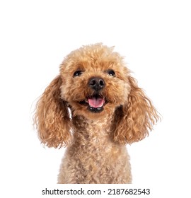 Head shot of adorable young adult apricot brown toy or miniature poodle. Recently groomed. Sitting  facing camera with mouth open showing tongue. Isolated on a white background.