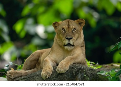 Head shot of African lioness  female lion