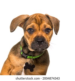 Head Shot Of An Alert Puppy Crossbreed Dog Wearing A Green Collar And An Empty Identification Tag, Isolated