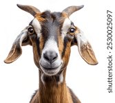 Head shot of an anglo-Nubian goat or Nubian - Capra hircus - isolated on white background