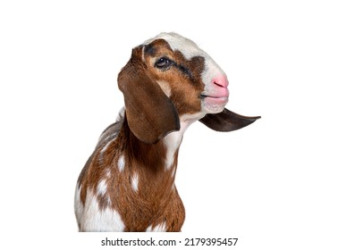 Head shot of an anglo-Nubian goat or Nubian - Capra hircus - isolated on white