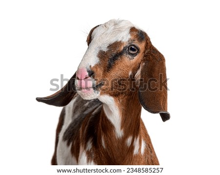 Head shot of an anglo-Nubian goat or Nubian - Capra hircus - isolated on white