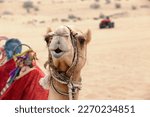 Head shot of an Arabian camel in the desert near Dubai with a quad in the background.