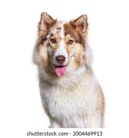 Head Shot Of A Aussie Siberian. Is A Mixed Breed Dogs - Australian Shepherd With Siberian Husky