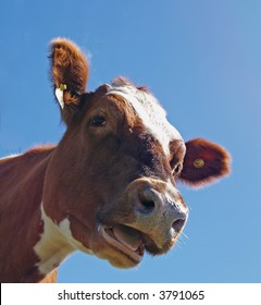 Head Shot Of An Ayrshire Cow