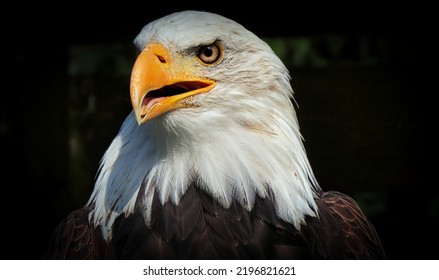 10,278 Eagle Shot Images, Stock Photos & Vectors | Shutterstock