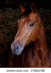 A head shot of a bay horse against a black background.