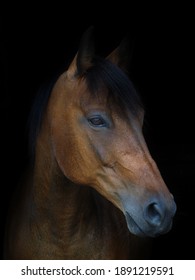 A head shot of a bay horse against a black background
