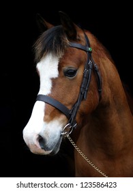 A head shot of a bay horse in a bridle against a black background