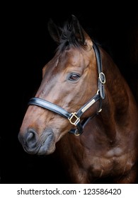 A head shot of a bay horse in a head collar against a black background
