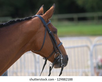 A Head Shot Of A Bay Horse In A Double Bridle.