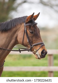 A head shot of a bay horse in a snaffle bridle.