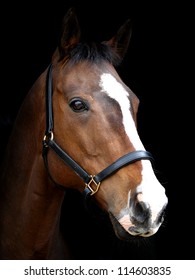 A head shot of a bay horse with a white blaze against a black background.