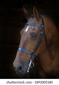 A Head Shot Of A Bay Hunter In A Double Bridle.