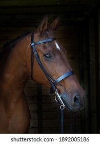 A Head Shot Of A Bay Hunter In A Double Bridle.