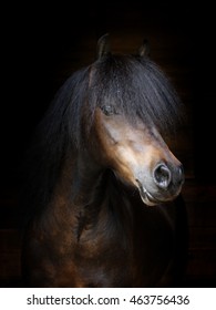 A head shot of a bay pony on a black background.