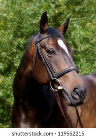 A head shot of a beautiful bay horse in a snaffle bridle.