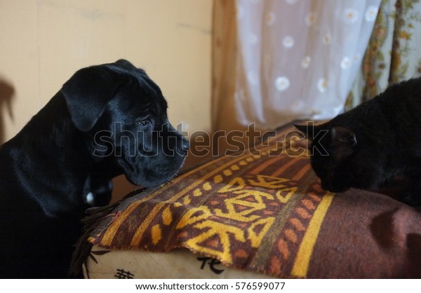 Head Shot Beautiful Black Italian Mastiff Stock Image