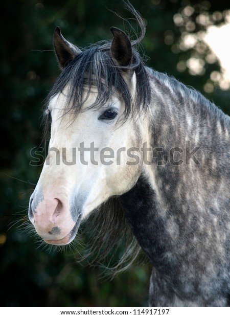 beautiful dapple grey horse