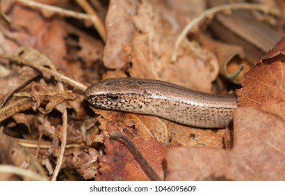 A Head Shot Of A Beautiful Slow Worm (Anguis Fragilis) Poking Its Head Out Of Leaves On The Ground. It Is Warming Itself In The Spring Sunshine After Emerging From Hibernation.