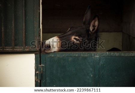 Head shot of black donkey in stable