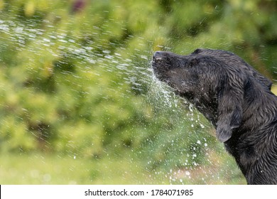 Head shot of a black Labrador being sprayed with a hose pipe