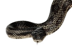 Head Shot Of A Black Rat Snake Aka Pantherophis Obsoletus. Tongue Out. Isolated On A White Background.