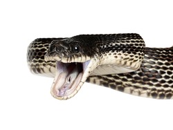 Head Shot Of A Black Rat Snake Aka Pantherophis Obsoletus. Mouth Wide Open. Isolated On A White Background.