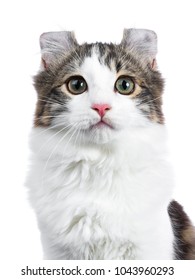Head shot of black tabby with white American Curl cat / kitten looking straight to the camera isolated on white background.