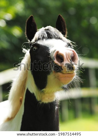 A head shot of a black and white pony in a paddock.