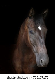 A head shot of a bright bay horse against a black background.