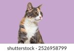 Head shot of Calico Mixed breed cat with yellow eyes looking away to the right, on purple background