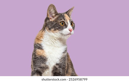 Head shot of Calico Mixed breed cat with yellow eyes looking away to the right, on purple background - Powered by Shutterstock