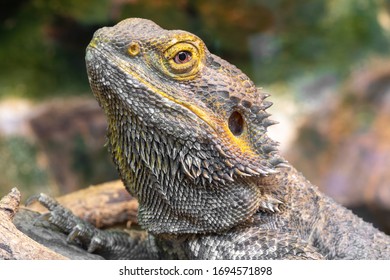 Agamid トカゲ の画像 写真素材 ベクター画像 Shutterstock