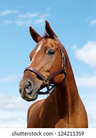 A head shot of a chestnut horse against the sky