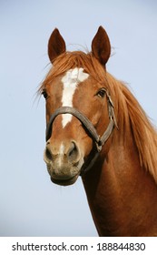  Head shot of a chestnut horse. Portrait of nice brown bay  horse 