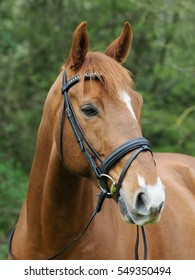 A head shot of a chestnut horse in a snaffle bridle.