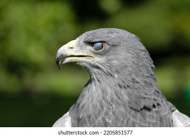 Head Shot Of Chilean Blue Eagle With Inner Eyelid Closed (Geranoaetus Melanoleucus)