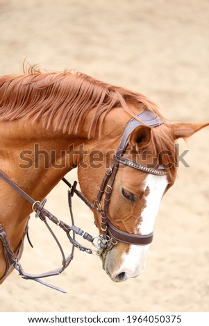  Head shot close up of a show jumper horse during competition under saddle with unknown rider