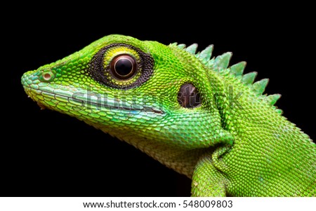 Head shot closeup of Green Crested Lizard