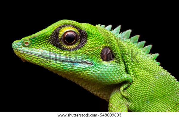 头部拍摄的绿冠蜥蜴特写库存照片 立即编辑